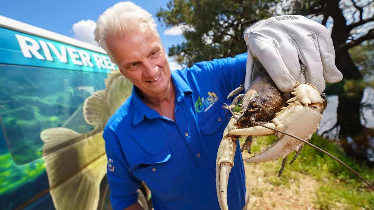 Murray crays and fish head home after flood rescues