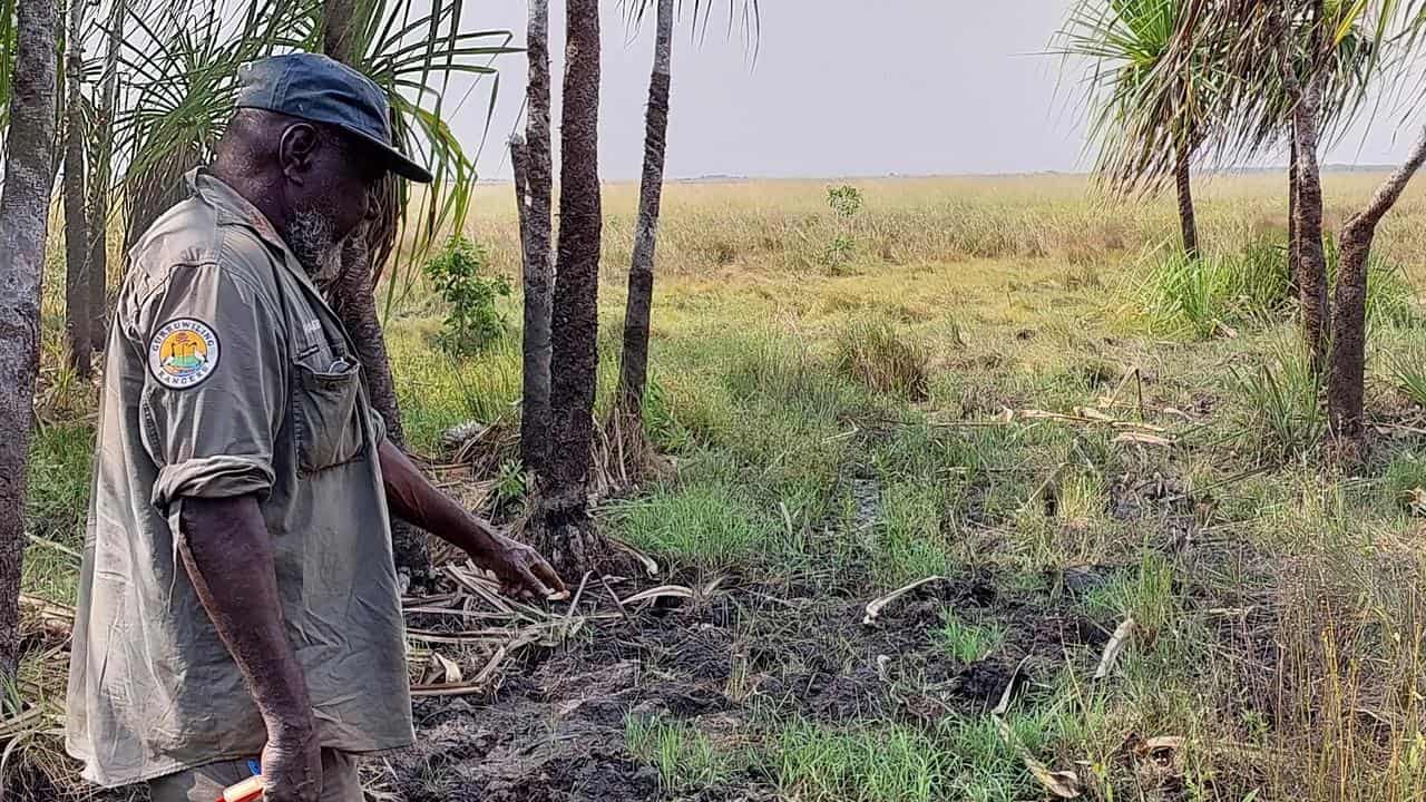 Change in carbon calculations could help manage buffalo