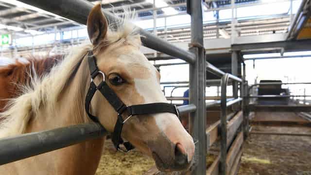 Spate of mysterious horse deaths sparks investigation