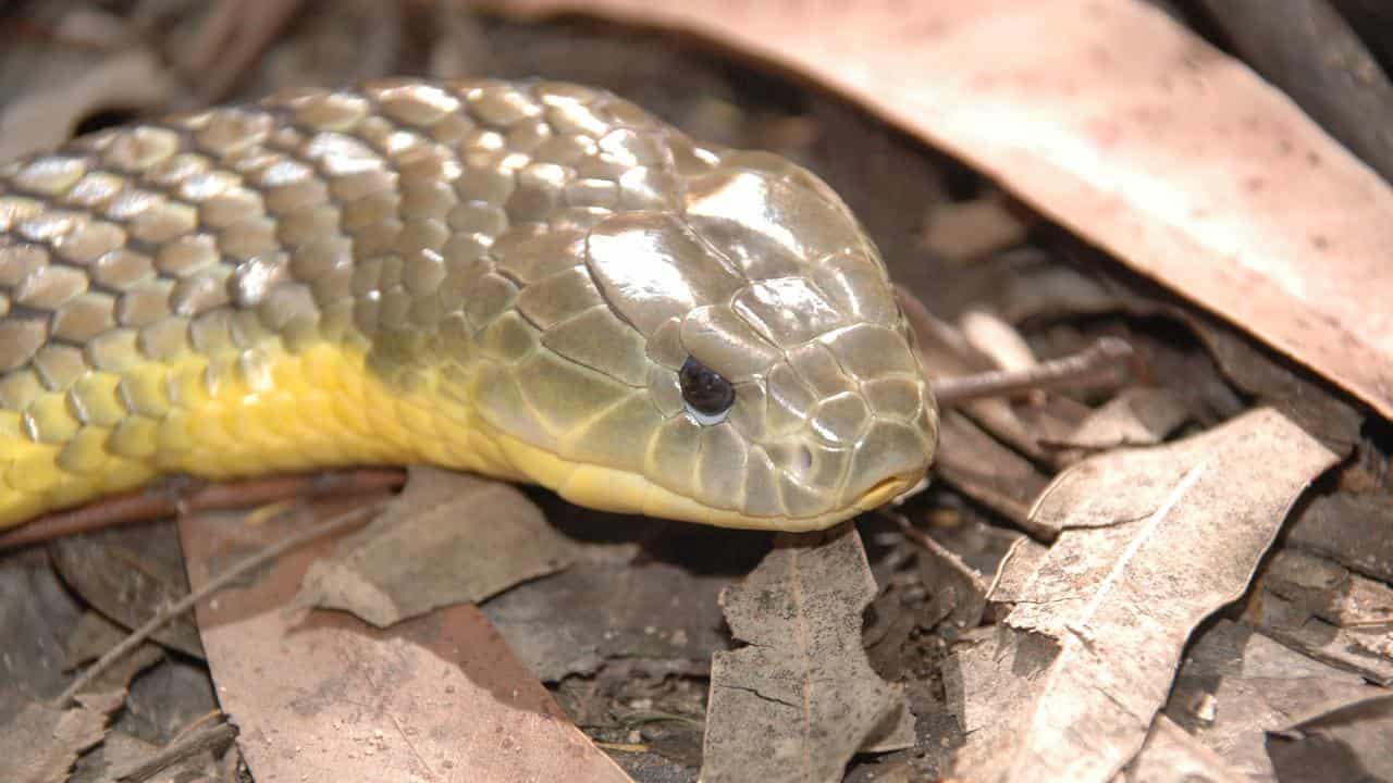 Sick, skinny snakes loaded with forever chemicals