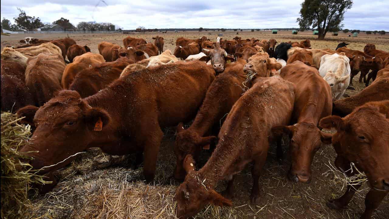 Detectives charge man over alleged cattle export fraud