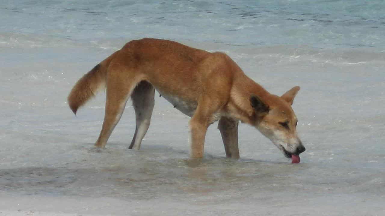 K’gari dingo attack points to trend in behaviour change