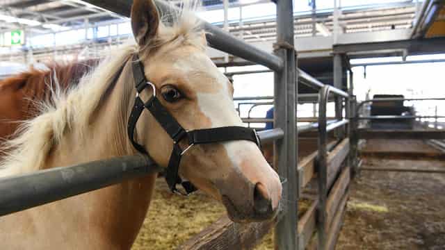 Toll from spate of mysterious horse deaths rises to 13