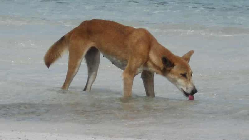 Dingo involved in K'gari attack captured and euthanised