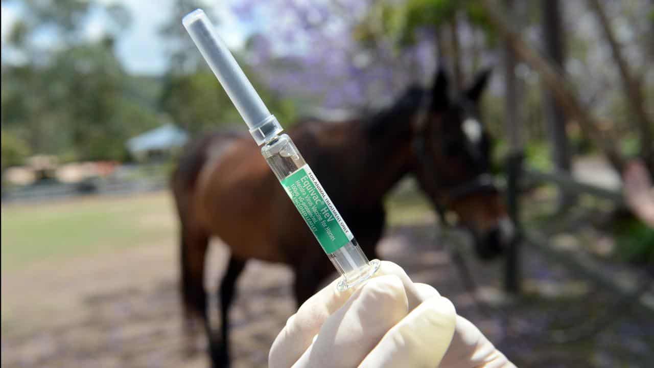 People examined after NSW horse dies of Hendra virus