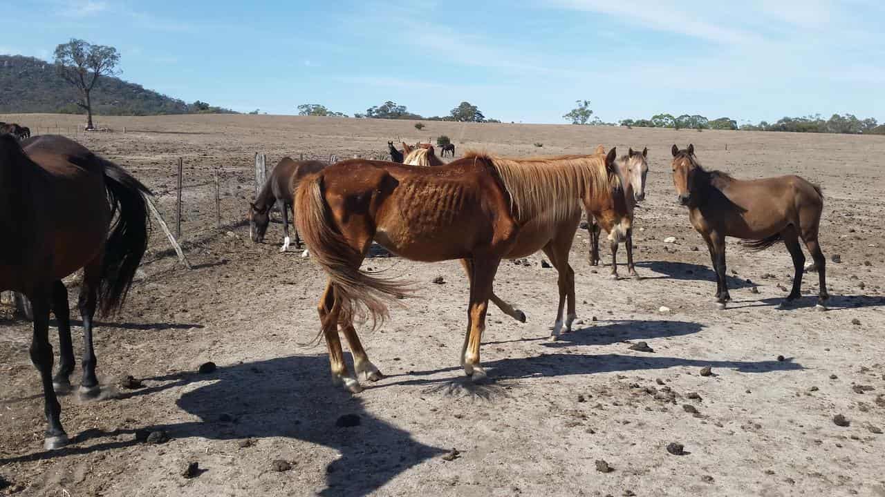 Woman who starved horses dealt lifetime ban