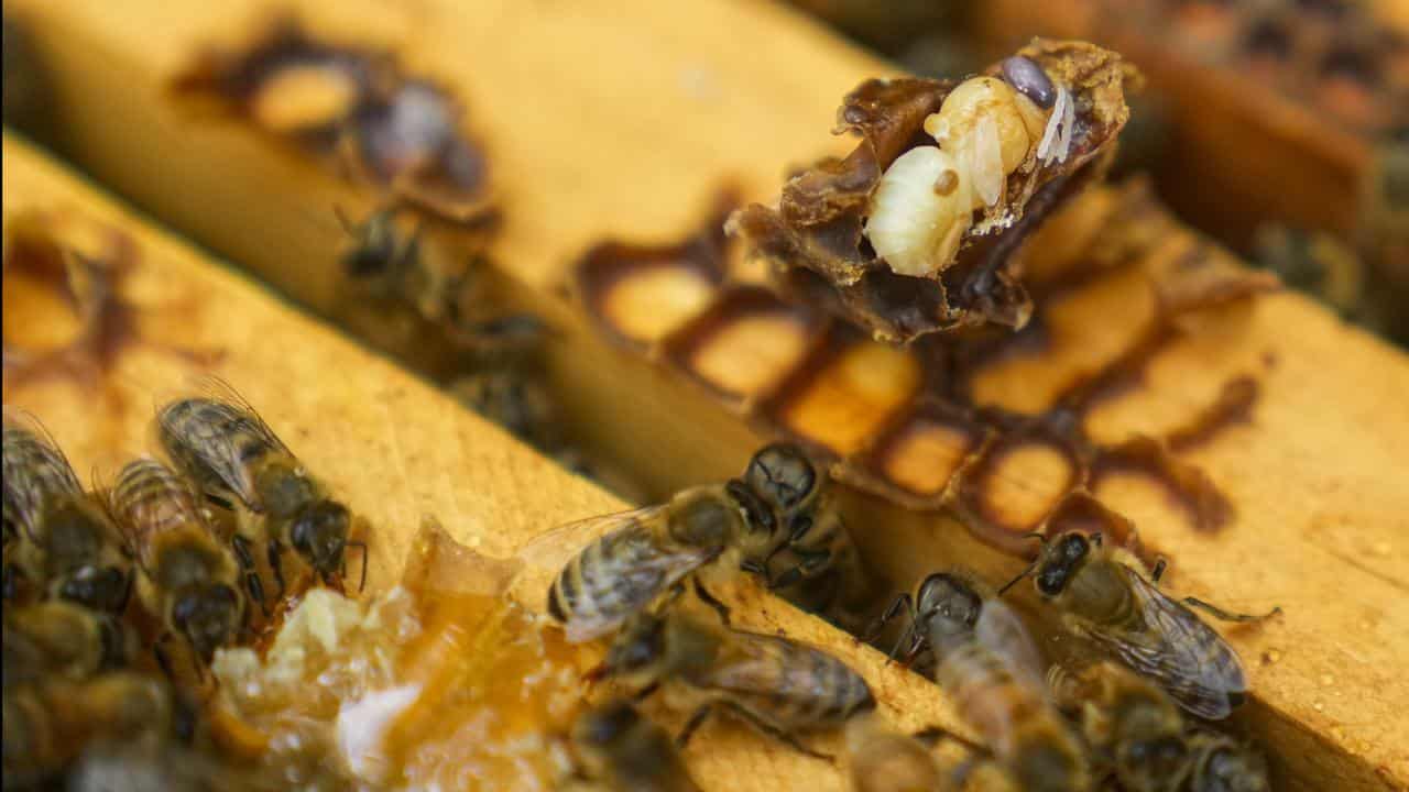 More money in the pot to fight bee-killing parasite