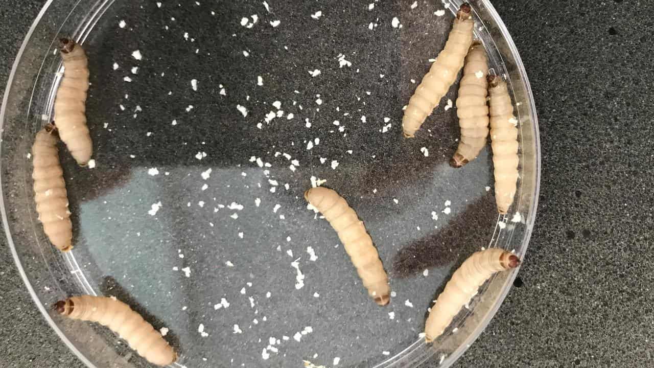 Very hungry caterpillars chow down on problem plastic