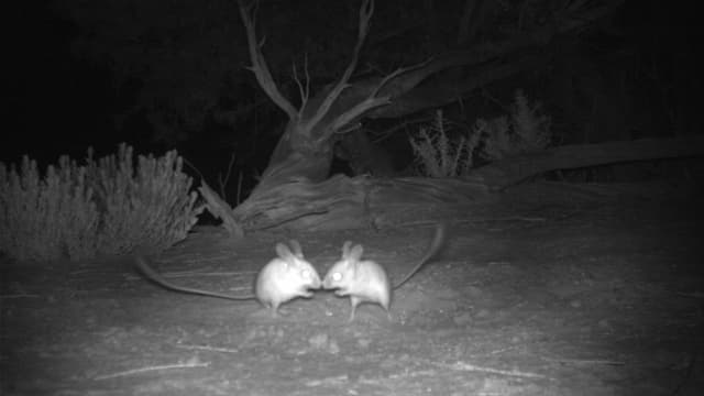 Australia's most attractive rodent makes 100km journey