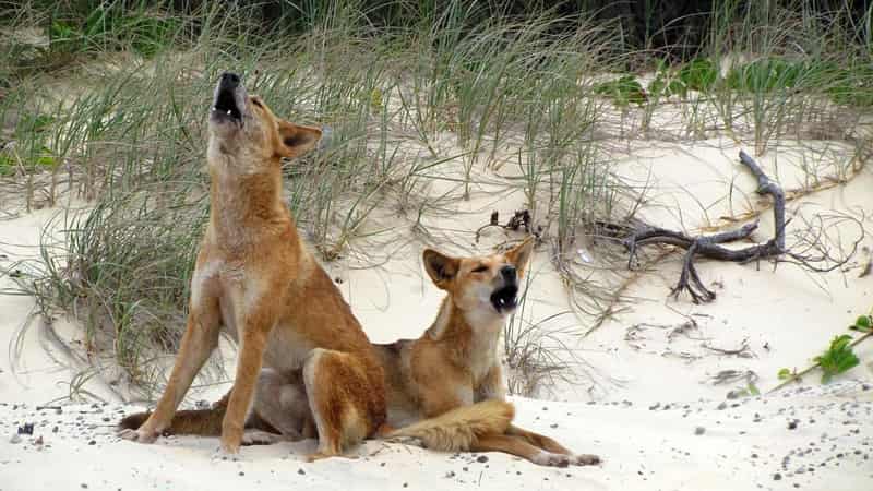 Euthanised dingo underscores 'people problem' on K'gari