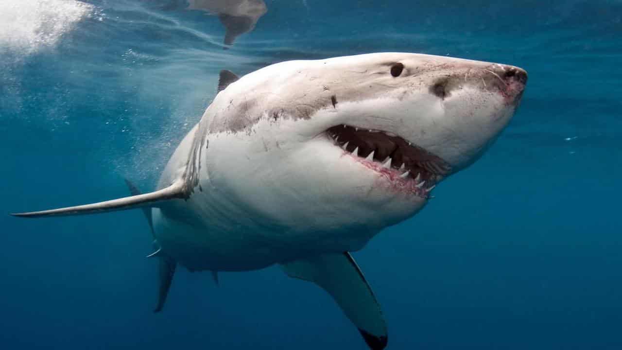 Beaches closed after suspected great white shark attack