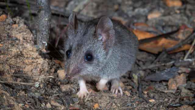 Humble iron sheets a lifesaver for endangered dunnarts