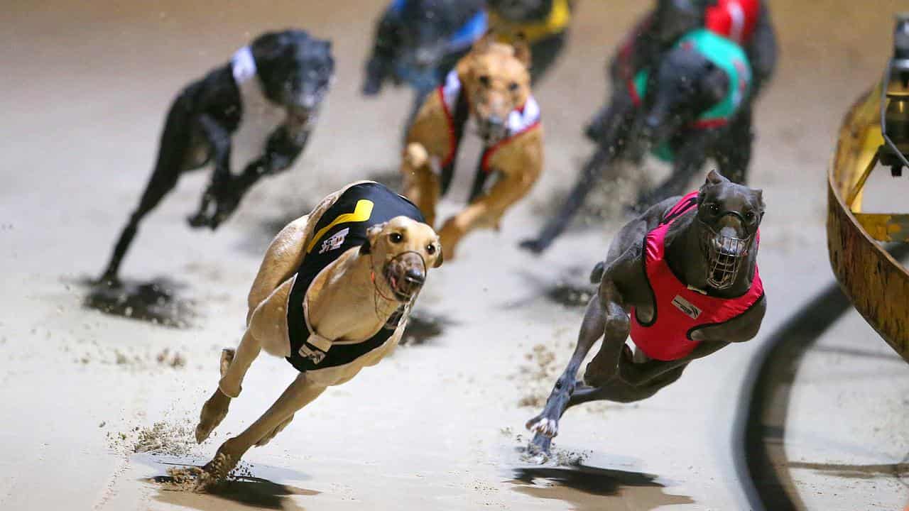 Cruel video prompts greyhound racing inquiry