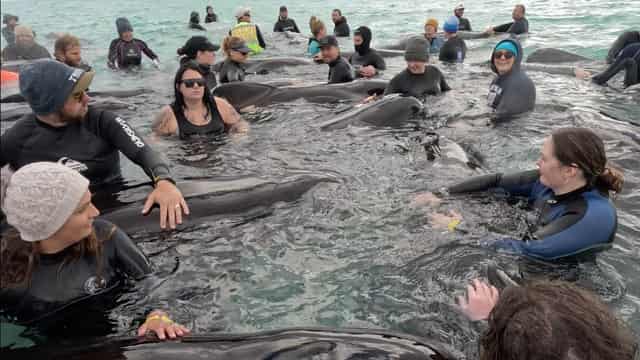 Scientists hope to learn from tragic whale stranding