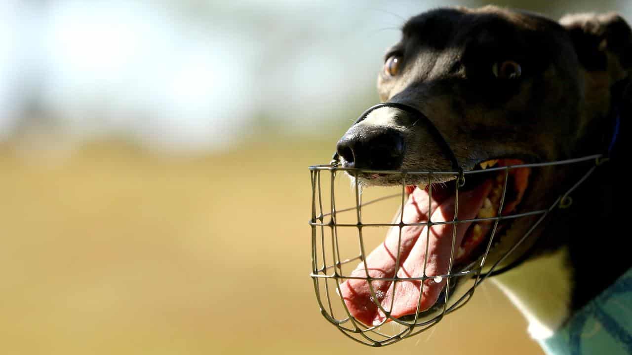 Two charged over 'disturbing' greyhound video