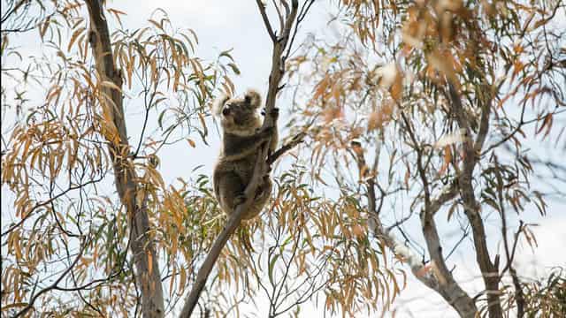 Court asked to halt logging in fire-hit koala habitat