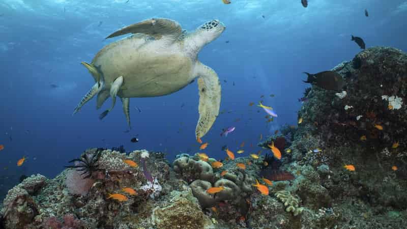 UN holds off Great Barrier Reef 'danger' classification