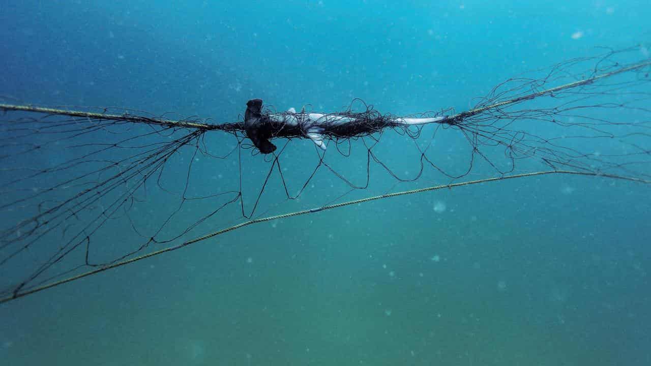 NSW nets trap few sharks but lots of threatened species