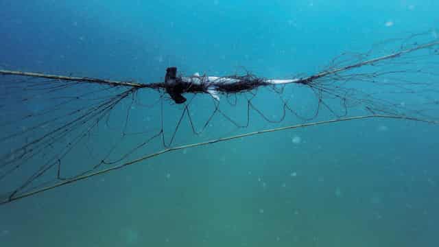 NSW nets trap few sharks but lots of threatened species