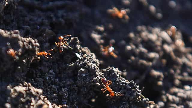 Minister pledges to take the sting out of fire ants