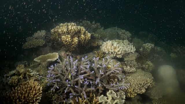 Experts demand new reef plan with rising climate threat