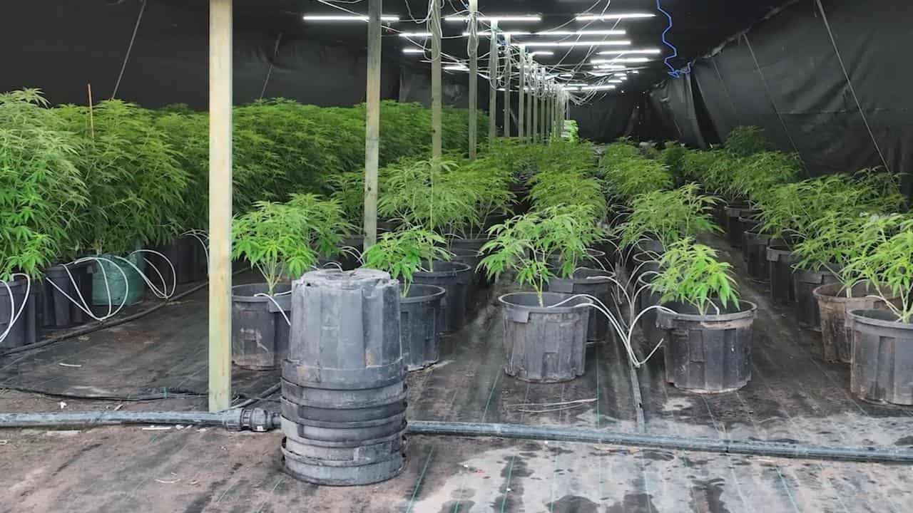 Cannabis crops seized as major drug syndicate shut down