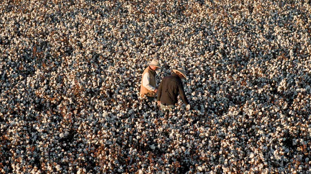 Clean energy and 'green' cotton sprout from seed money