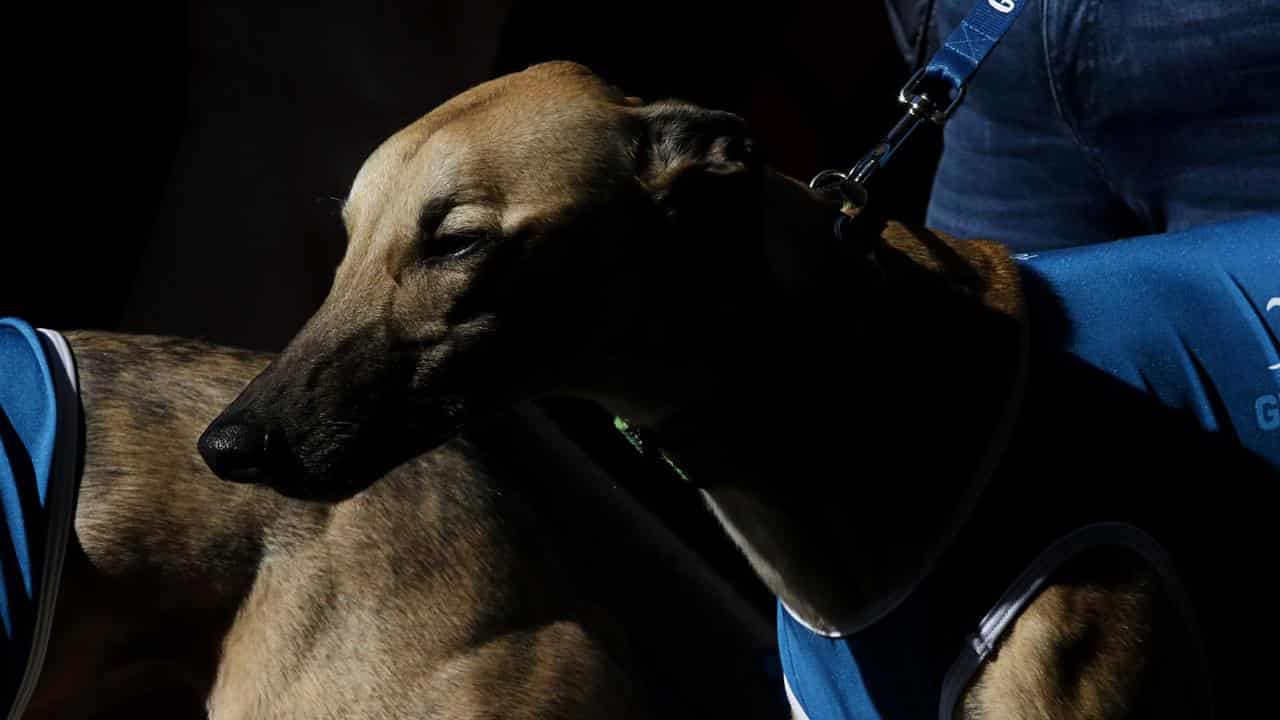 Greyhound trainer suspended after mistreatment claims