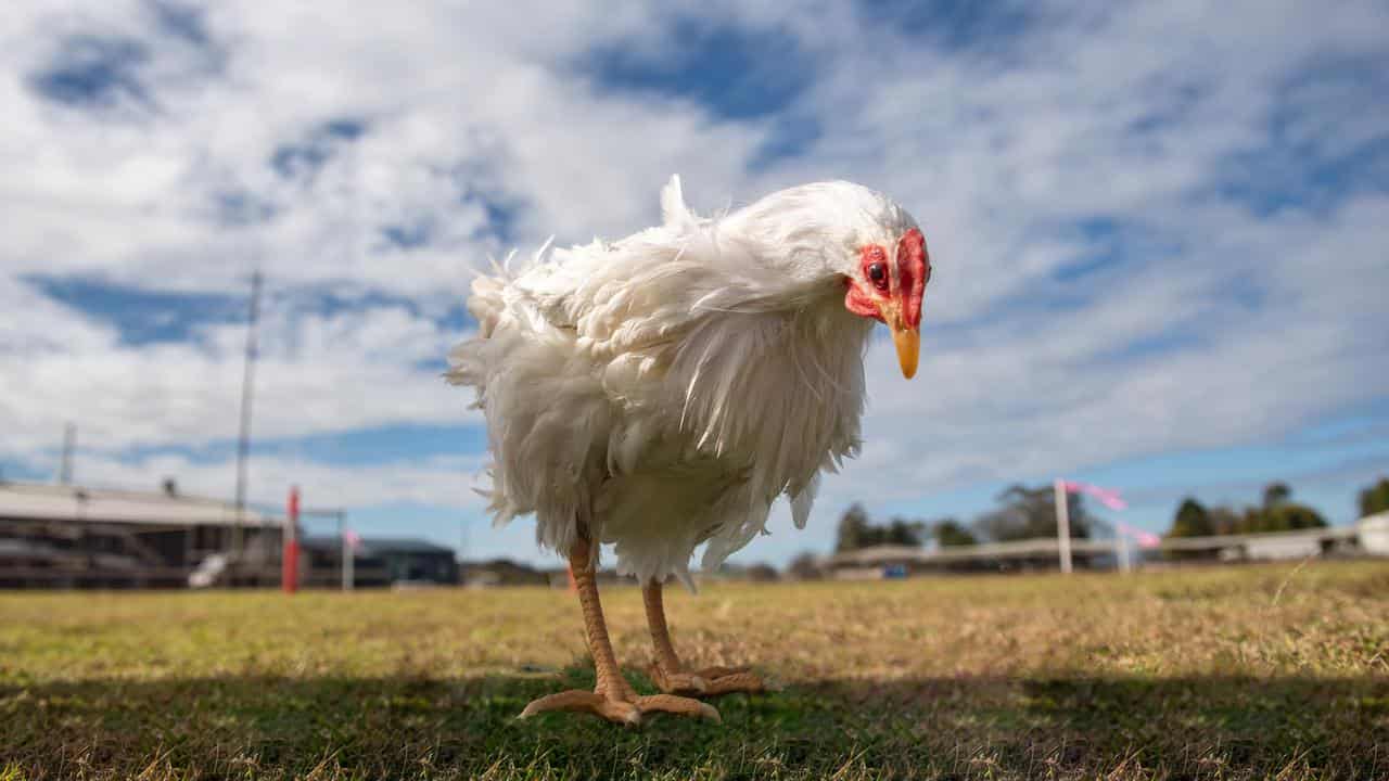 New ground-breaking technology will aid chicken farming