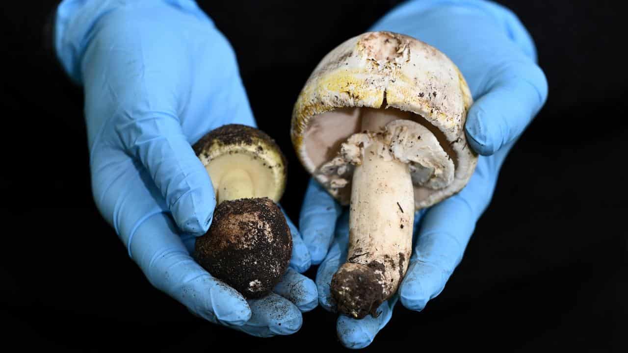 Homicide probe suspected mushroom poisoning in Victoria