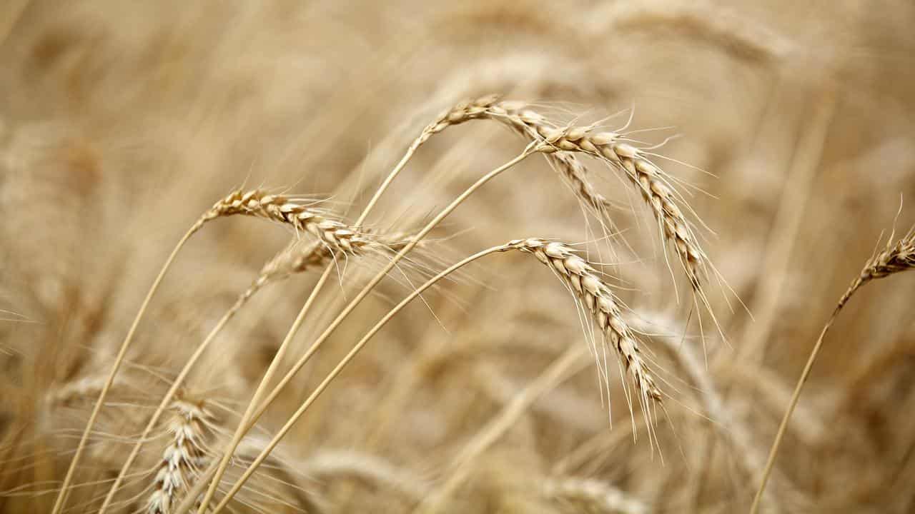 Barney over barley continues despite China tariffs axe