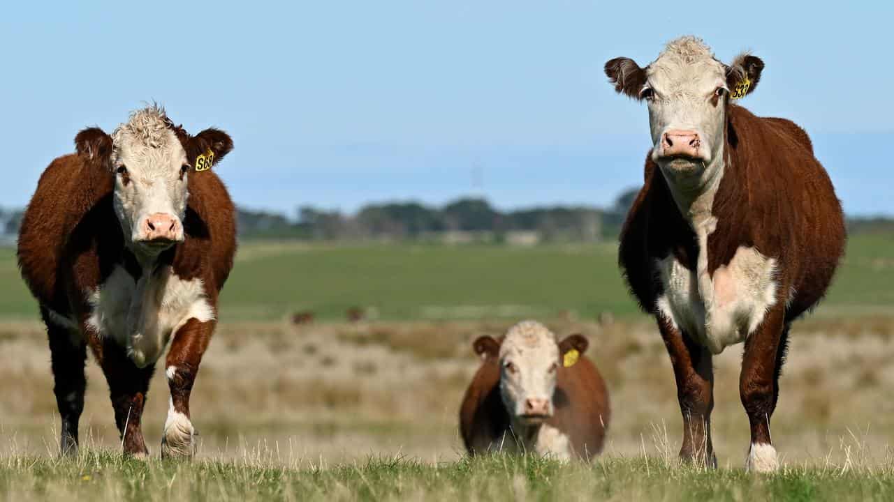 Meat industry risks butchering bold carbon neutral bid