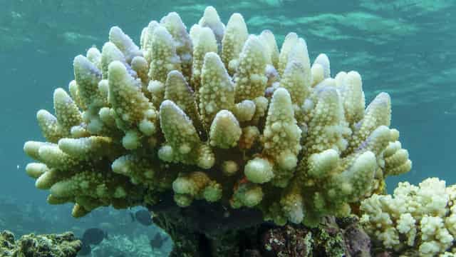 Bleaching halts coral recovery on Great Barrier Reef