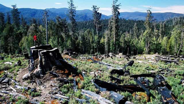 Push to end native logging ahead of Labor policy parley