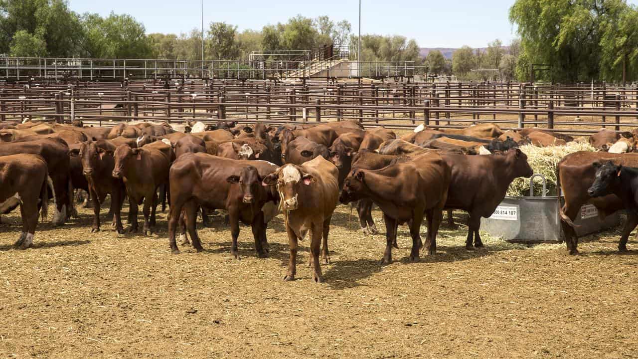 Malaysia hits pause on Australian live cattle exports