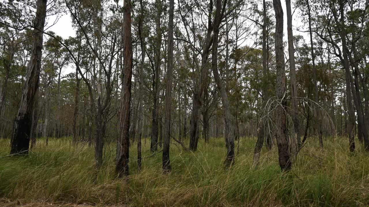 VicForests illegally spied on anti-logging campaigners