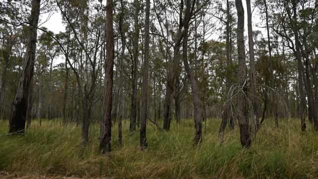 VicForests illegally spied on anti-logging campaigners