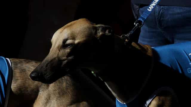 Greyhounds 'racked up like tools waiting to be used'