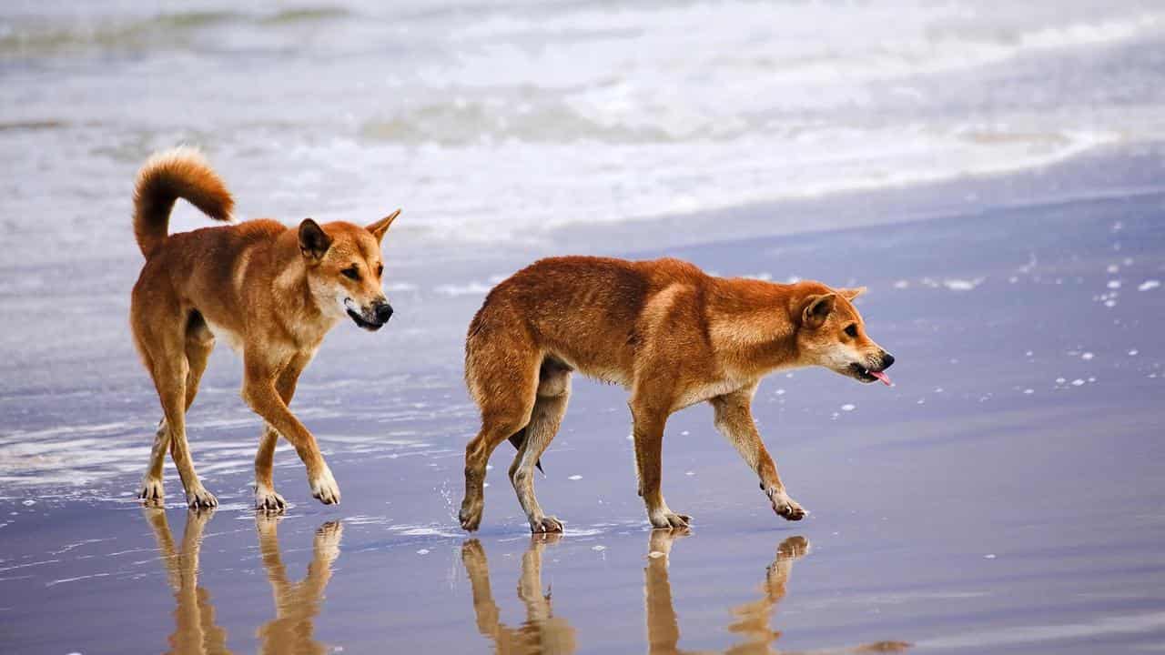 Woman bitten by a dingo in latest attack on K'gari