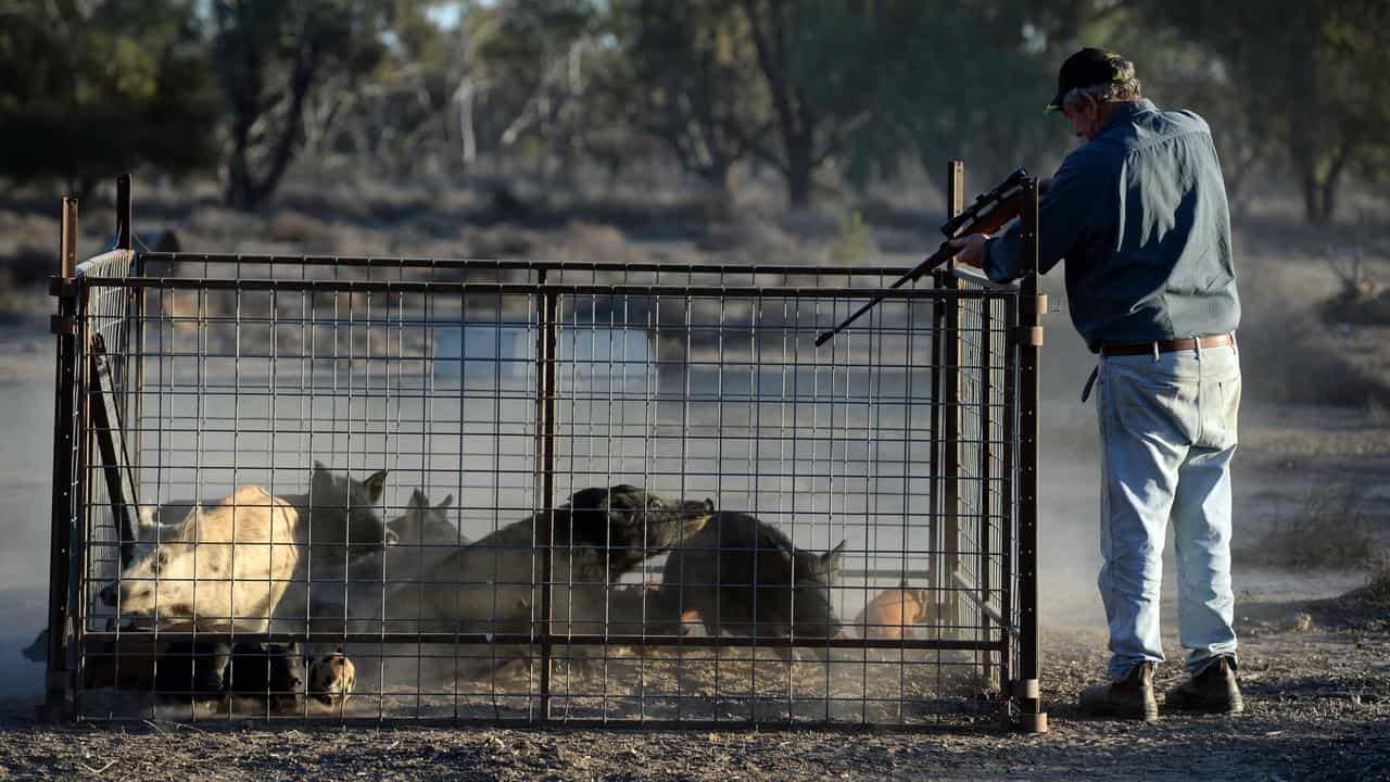 Pig tsar to tackle feral hog crisis in NSW first