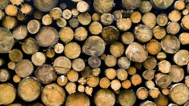 Government commits to rewrite outdated forest policy