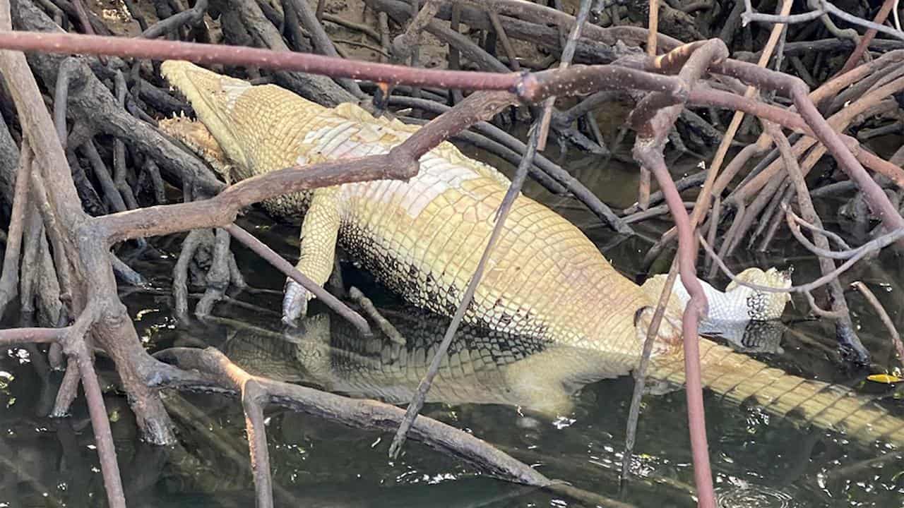 Fears poachers hunting crocodiles in north Queensland