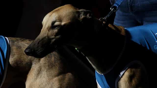 No prosecution for live-baiting greyhound trainers