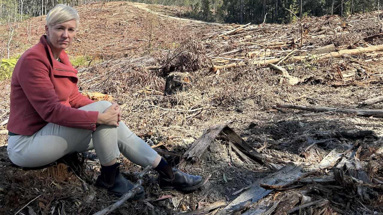 NSW govt under fire as trees fall in koala heartland