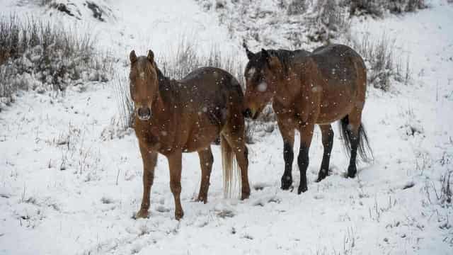 Brumbies the 'nail in the coffin' for at-risk natives