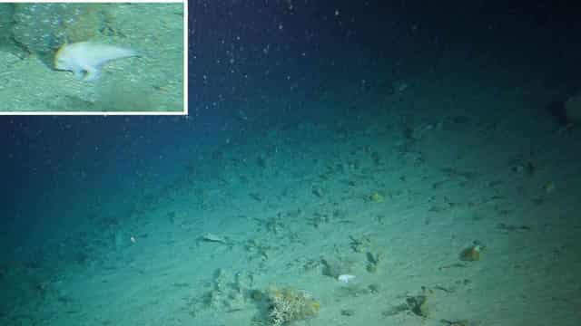 Rare 'walking' handfish captured on deep-sea camera