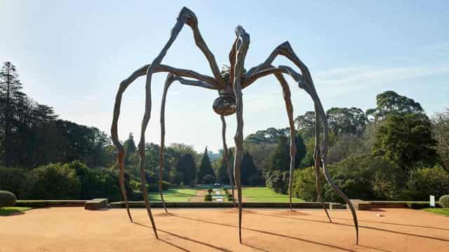 Web of intrigue as giant spider legs it to Australia