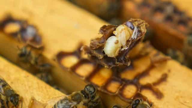 More varroa mite hive infestations found in NSW