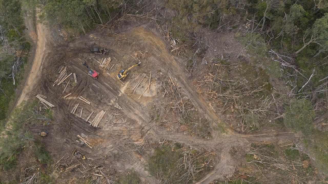 Call to halt logging with glider possum on the slide