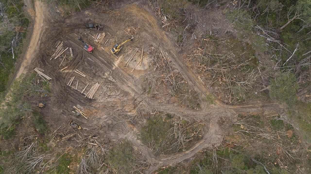 Logging halt ordered in NSW forest home to gliders